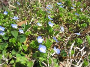 speedwell